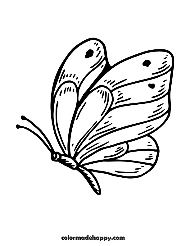 Detailed Butterfly Template