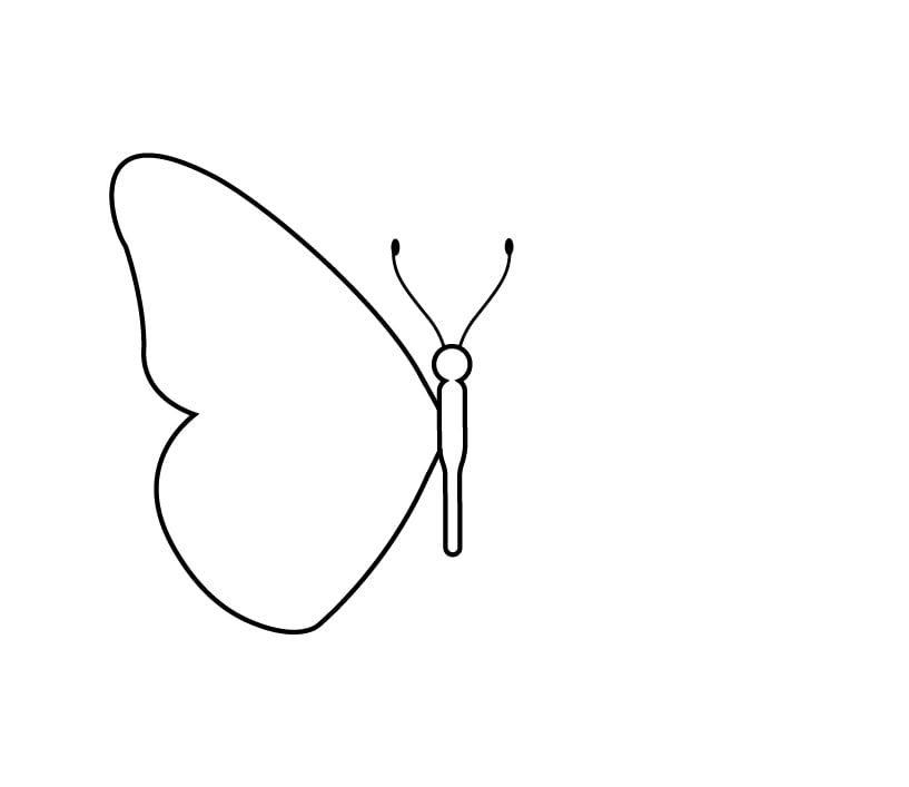 How to draw a butterfly wing