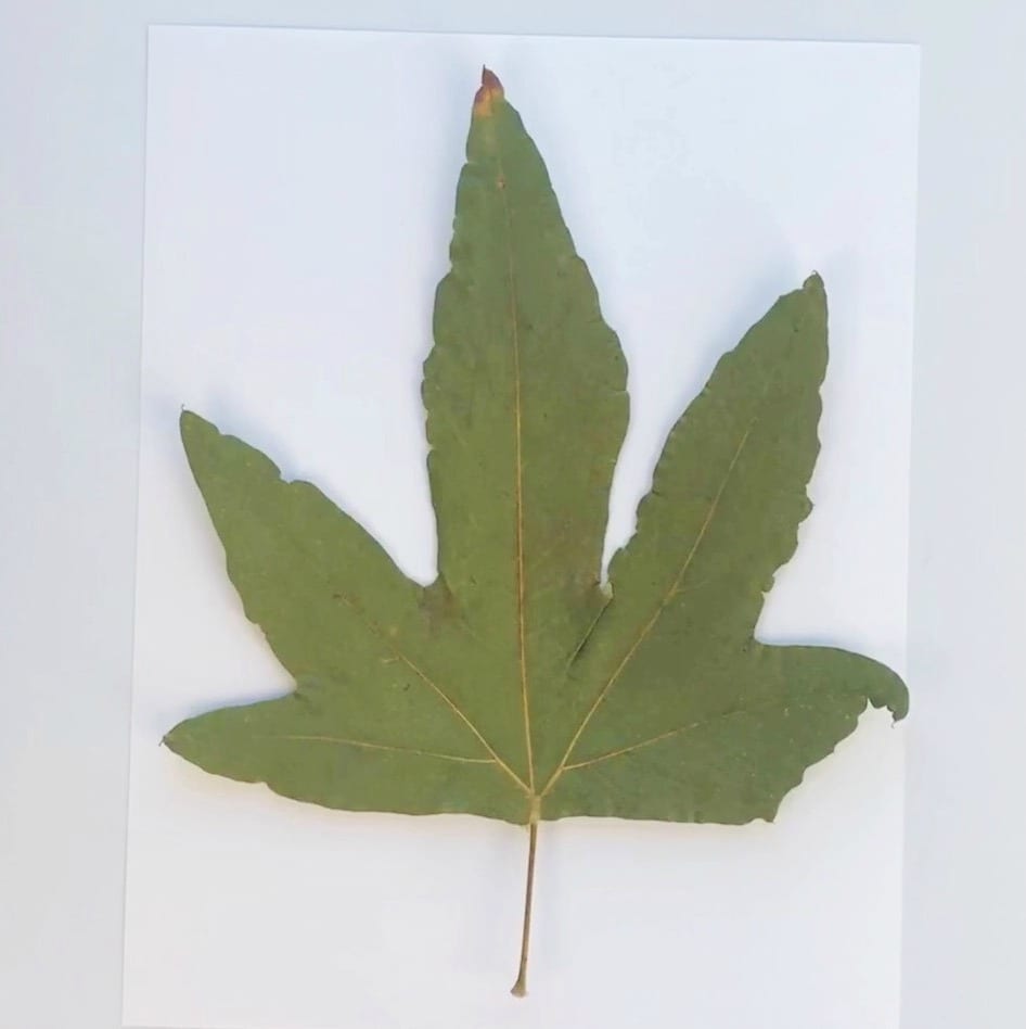 Pressed leaf 